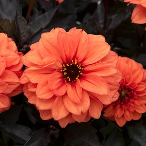 Picture - Ball Horticultural